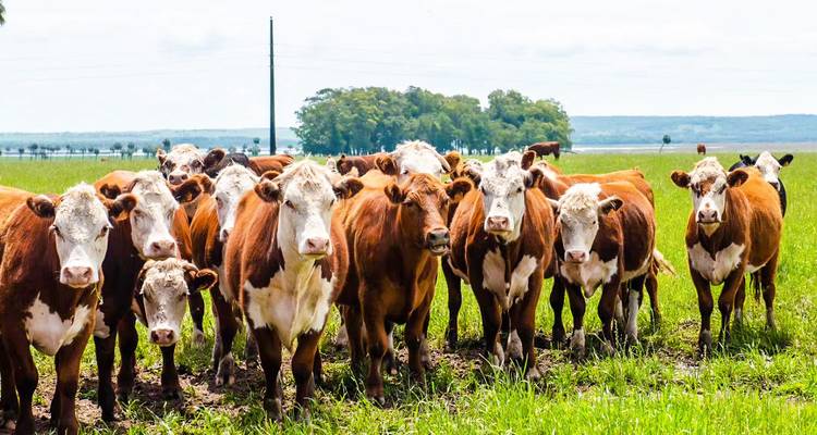 Kudde bruin-met-witte runderen die alert staan in een weelderige groene weide.