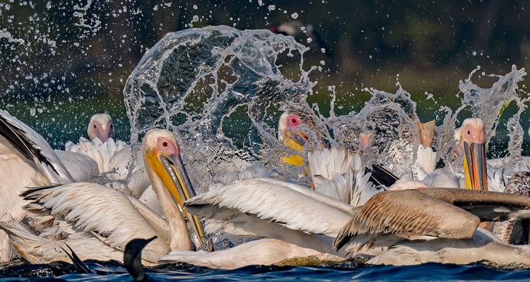 Action shot of pelicans splashing in the water while feeding, droplets frozen mid-air