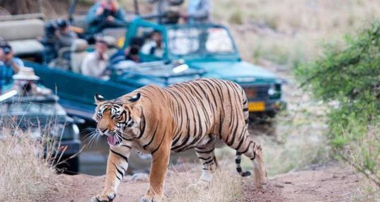Safari jeep tourists watch a prowling Bengal tiger crossing the dirt track in jungle terrain.