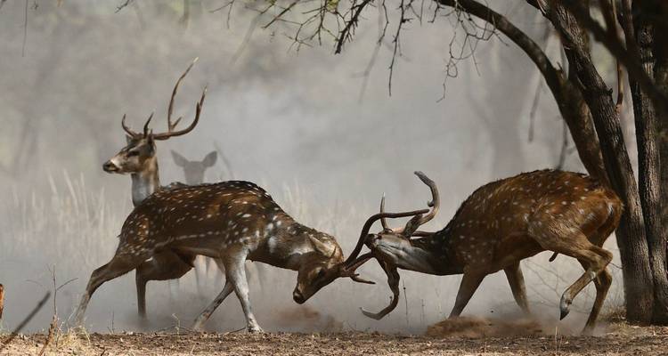 Two spotted deer locking antlers in a dust-filled forest clearing during rutting season.