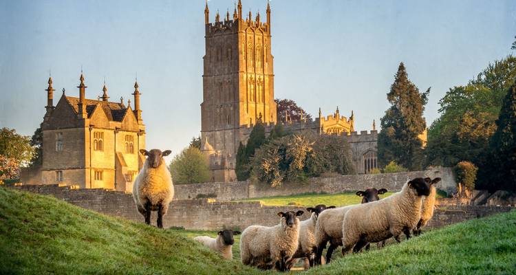 Schafherde weidet auf grünem Hang mit imposantem mittelalterlichem Kirchturm und Cotswold-Herrenhaus in goldenem Licht