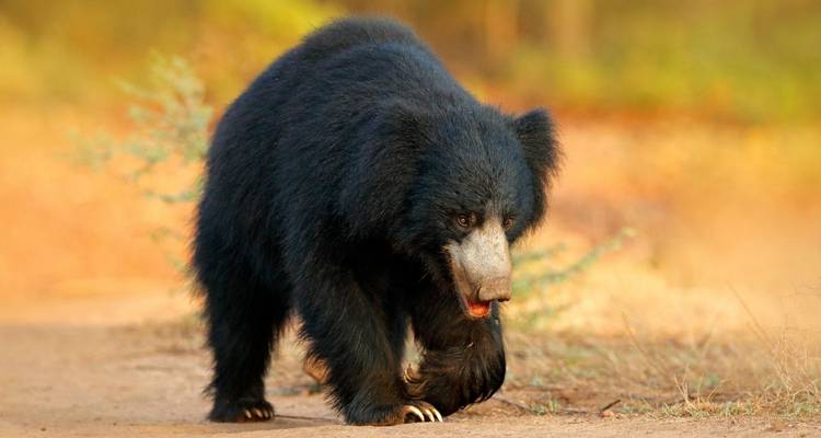 Un oso perezoso peludo camina lentamente por un sendero polvoriento bajo la luz dorada del atardecer.