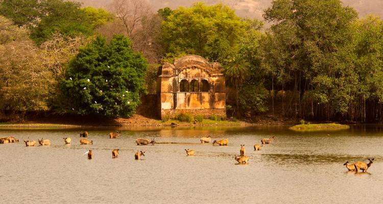 Manada de ciervos moteados vadea a través de un lago tranquilo junto a un pabellón antiguo en el Parque Nacional Ranthambore.
