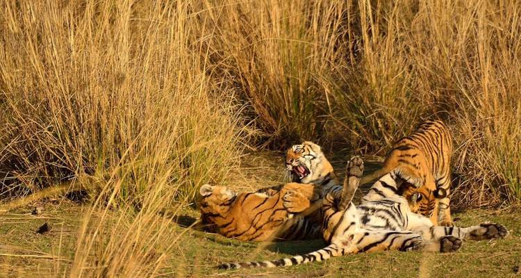 Dos tigres juguetones luchan en la hierba amarilla alta en Ranthambore.
