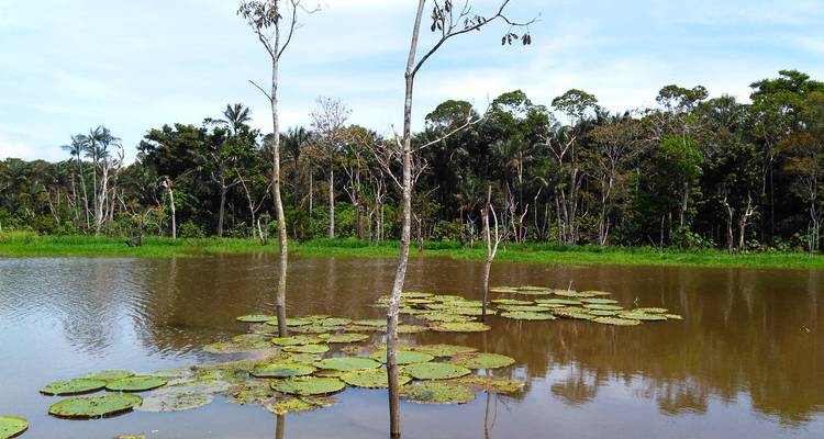 Still Amazon lagoon with giant lily pads and dense rainforest backdrop.
