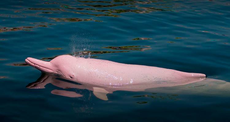 Rare pink river dolphin breaks the calm Amazon water surface.