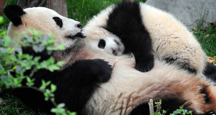 Giant panda mother cuddling a small cub while lying on green grass and bamboo shoots.