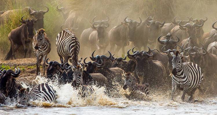 Dramatische staubige Flussüberquerung mit Zebras und Gnus, die durch das Wasser spritzen
