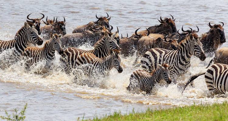 Reihe von Zebras und Gnus, die durch seichtes Wasser laufen und weiße Spritzer erzeugen