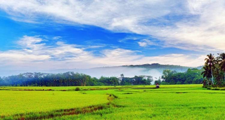 Weite smaragdgrüne Reisfelder erstrecken sich zu nebligen, von Bäumen gesäumten Hügeln unter einem strahlend blauen Himmel mit vereinzelten Wolken.