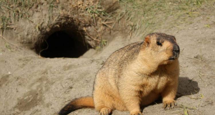 Marmotte dodue se repose à côté de l'entrée d'un tunnel dans un sol sablonneux près de la steppe.