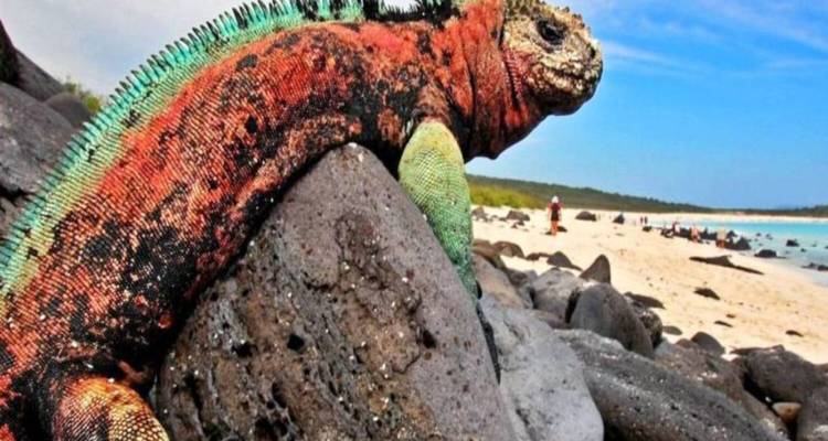 Ein farbenfroher Meeresleguan, der sich auf vulkanischen Felsen neben einem weißen Sandstrand und türkisfarbenem Meer sonnt.
