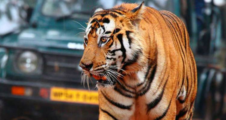 Nahaufnahme eines Bengaltigers, der neben einem Safari-Fahrzeug in Bandhavgarh läuft