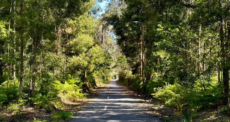 Langer, gerader Radweg, der von dichtem grünem Wald beschattet wird und durch das Blätterdach gefiltertes Sonnenlicht aufweist