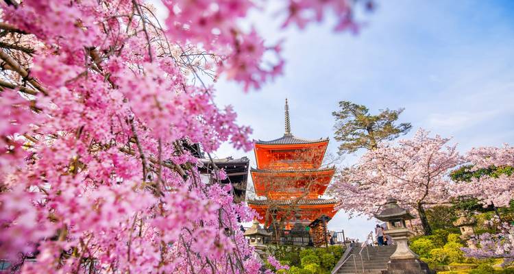 Vibrantes flores de cerezo enmarcan un templo pagoda naranja brillante contra un cielo azul.