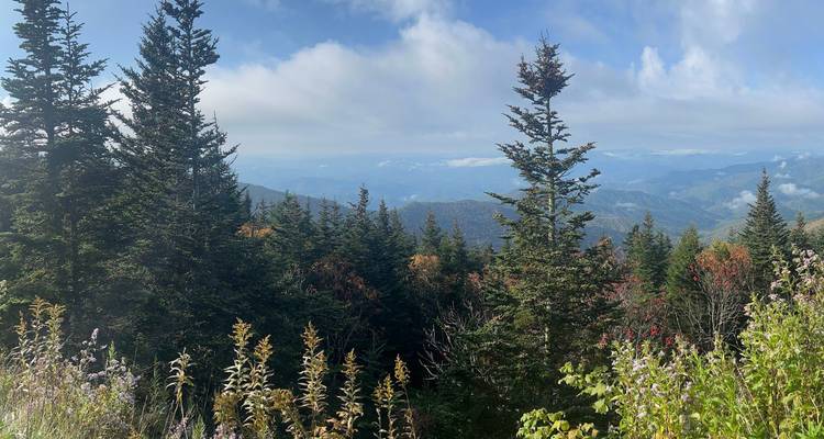 Point de vue en haute altitude sur des forêts denses de conifères s'estompant vers des crêtes bleues lointaines sous des nuages clairsemés.