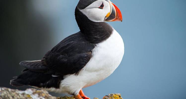 Close-up portrait of an Atlantic puffin perched on a mossy rock against a soft blue background.