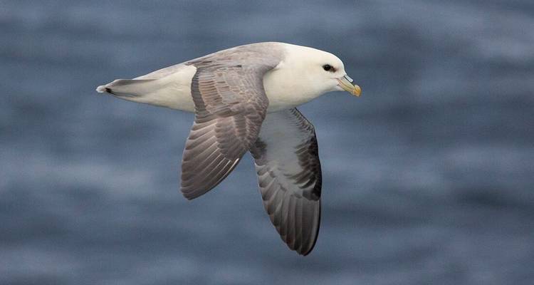 A seabird glides over open ocean with wings outstretched against a blurred blue sea backdrop.