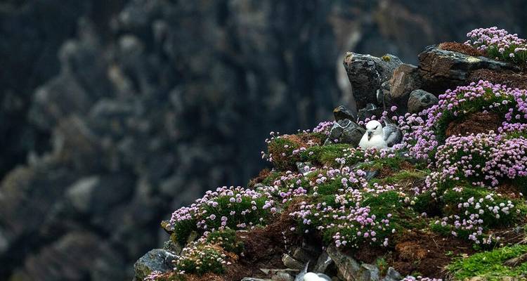 Seabirds nest among pink wildflowers on a rugged cliff ledge.