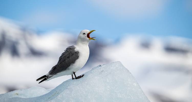 Seabird perched on a jagged ice chunk calling out, with snowy peaks softly blurred behind.