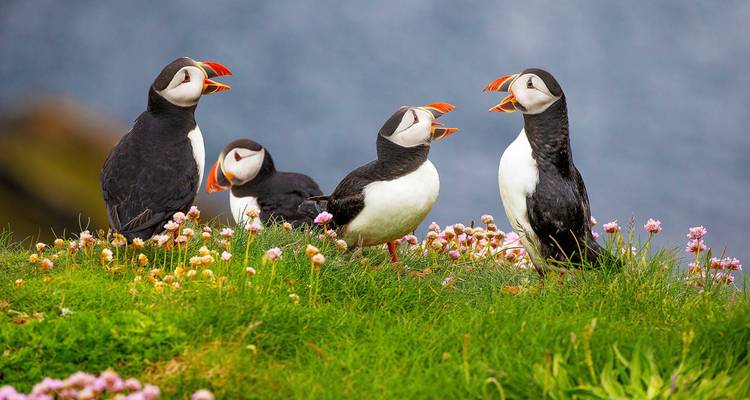 Four colourful puffins chatter atop a grassy cliff sprinkled with tiny pink flowers.