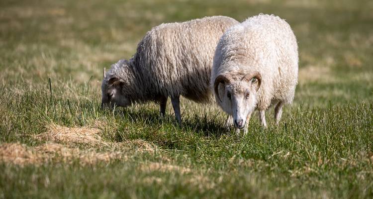 Two woolly sheep graze on green grass in a sunny rural pasture.