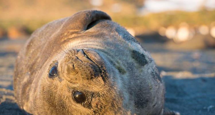 Cría de foca tierna acostada boca arriba en una playa arenosa de la Antártida.