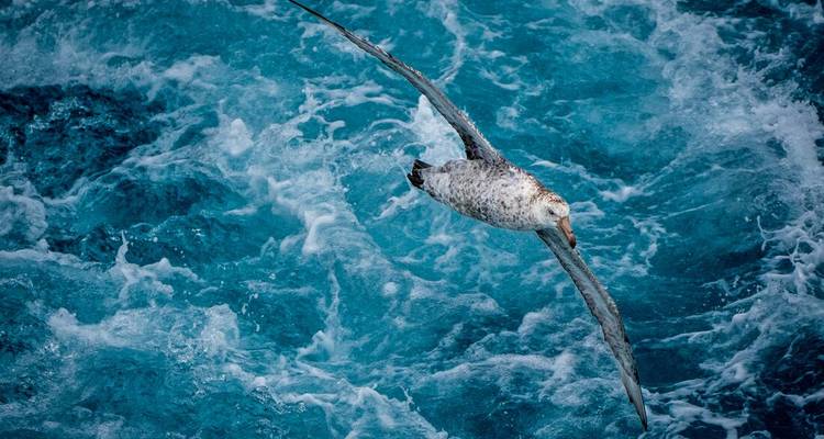 Gran albatros planea sobre las agitadas olas azules del océano.