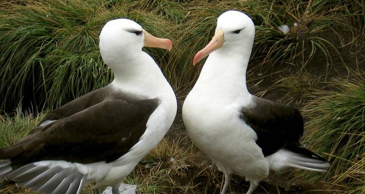 Un par de albatros de ceja negra se encuentran entre hierba alta en una isla azotada por el viento.