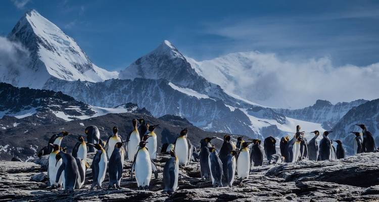 Colony of king penguins gathered on rocky terrain with snow-clad peaks rising behind.