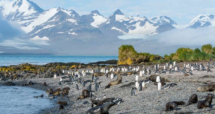 Busy wildlife scene on a stony beach with penguins, seals, and distant jagged mountains.