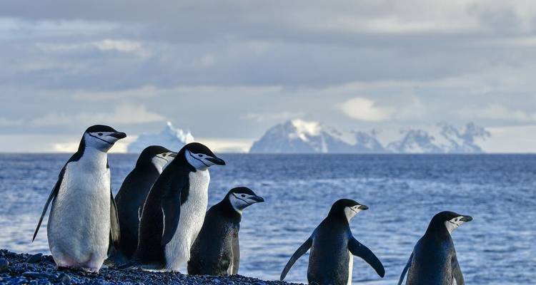 Eine Reihe von Zügelpinguinen steht an einem kiesigen Ufer mit eisbergübersätem Meer dahinter.