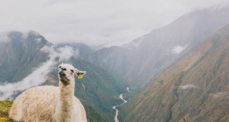 A lone white llama stands on a misty ridge above a deep green valley and winding river in the Andes.