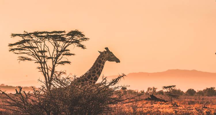 Silhouetted giraffe beside acacia tree in golden sunrise glow over savanna