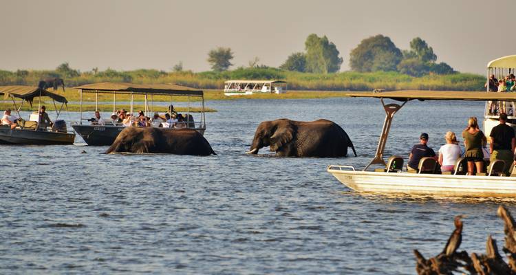 Tour boats observe elephants partially submerged while crossing wide river