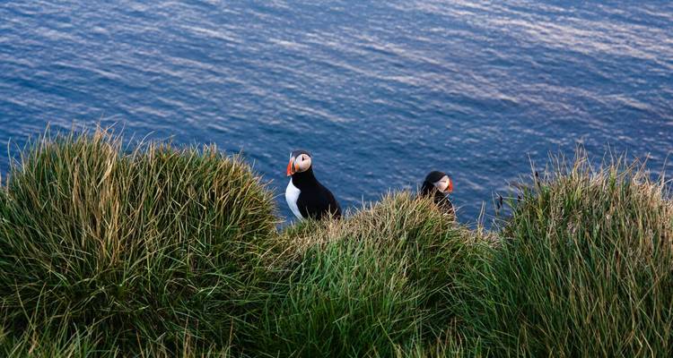 Deux macareux se perchent dans l'herbe haute sur le bord d'une falaise au-dessus de l'océan.