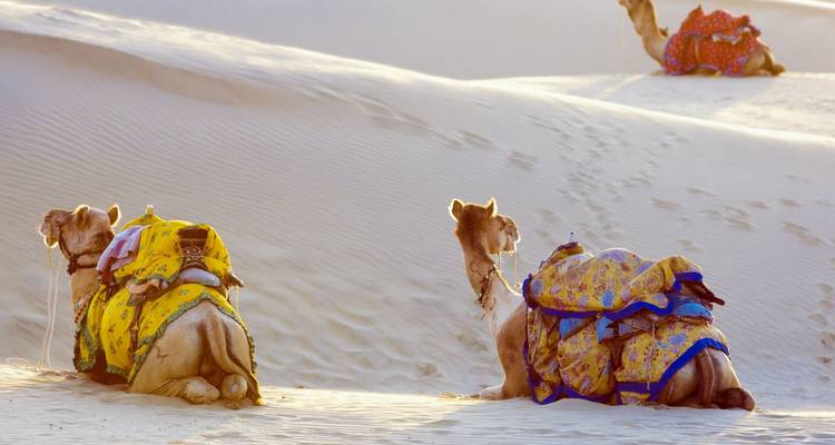 Two resting camels dressed in bright patterned blankets lie on sweeping desert sand dunes.