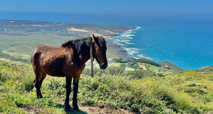 Ein einsames braunes Pferd steht auf einem grasbewachsenen Hügel und blickt auf ein weites Meerespanorama.