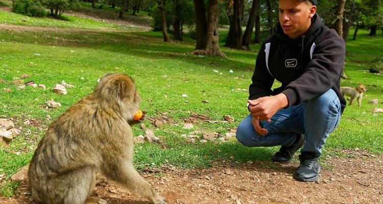 A young man crouches to feed a wild Barbary macaque in a grassy cedar forest clearing.