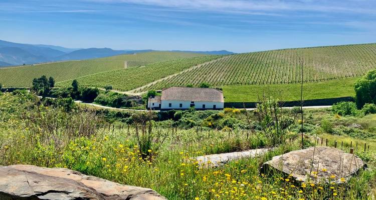 Casa de campo blanca situada entre viñedos verdes ondulantes y flores silvestres bajo un cielo azul brillante