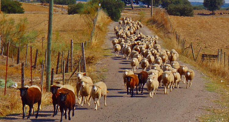Un gran rebaño de ovejas y cabras se mueve a lo largo de un sendero rural polvoriento entre cercas de alambre.