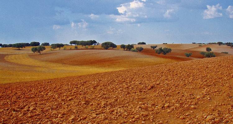 Sanft hügelige goldene und rötliche Felder mit vereinzelten kleinen Bäumen unter einem teilweise bewölkten Himmel.