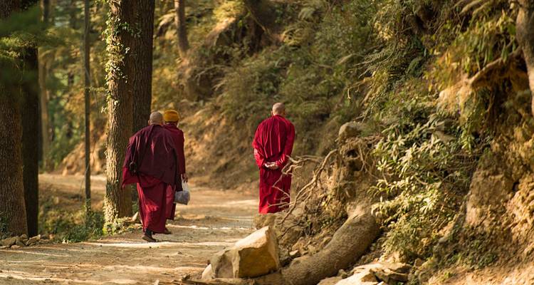 Three maroon-robed monks walk a forest trail surrounded by tall pines and dappled sunlight.