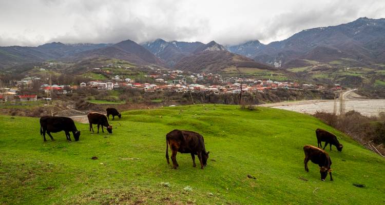 Le bétail paît sur un versant d'un vert éclatant avec un village de montagne niché dans la vallée.
