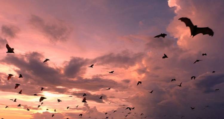 Siluetas de murciélagos voladores se dispersan por un dramático cielo de atardecer rosa y púrpura.