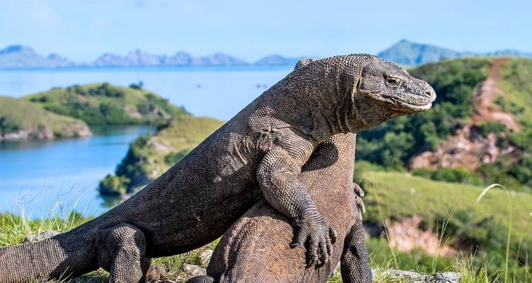 Dos dragones de Komodo descansan en terreno herboso con vista a bahías azules e islotes verdes.
