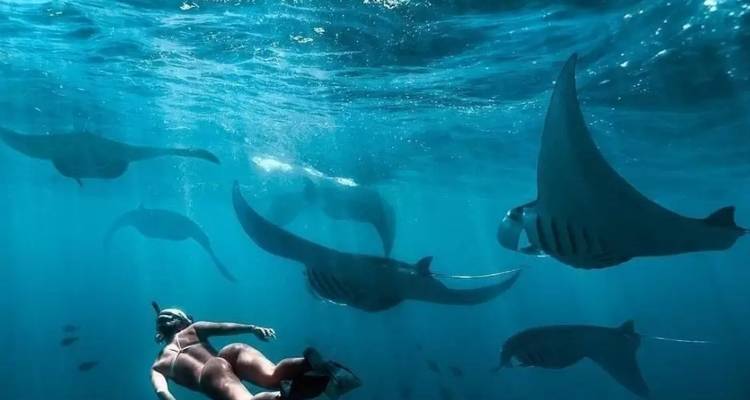 Buceador libre nada entre majestuosas mantarrayas en las profundas aguas azules del océano.