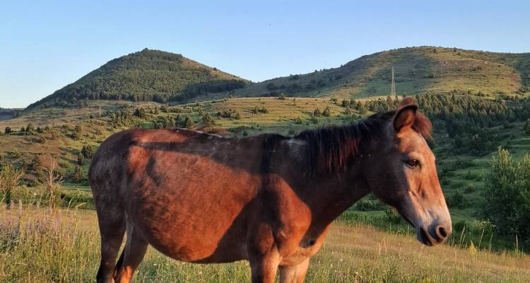 Brown horse standing in a sunlit meadow with rolling green hills in the background