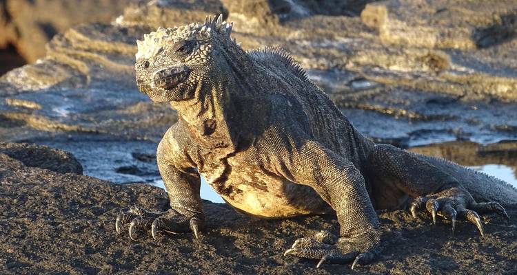 Close-up of a marine iguana resting on volcanic rocks by a tidal pool