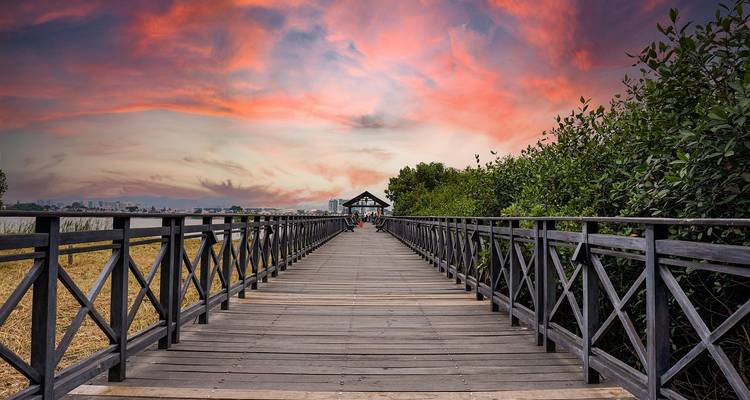 Long wooden boardwalk extending through mangroves toward city skyline under dramatic pink sunset clouds.